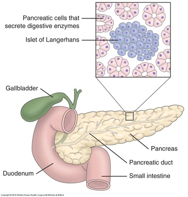 The Pancreas - Caring for Clients with Disorders of the Endocrine System